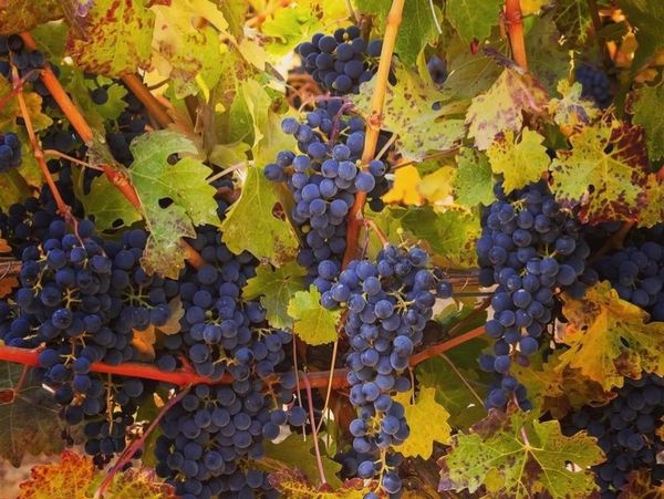 cabernet sauvignon grapes on the vine with green, red and yellow leaves