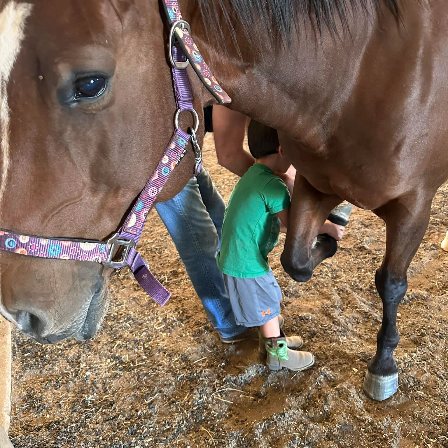 child shoeing a horse