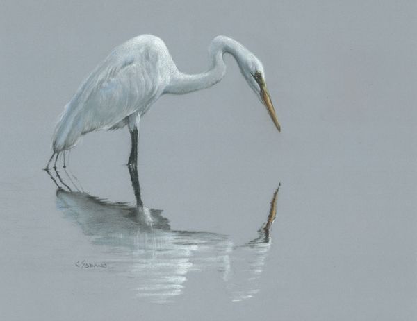 Egret in water with reflection
