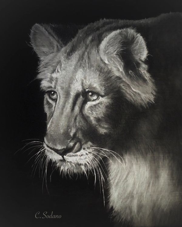 8" x 10" Lioness Charcoal on Medical Illustration board