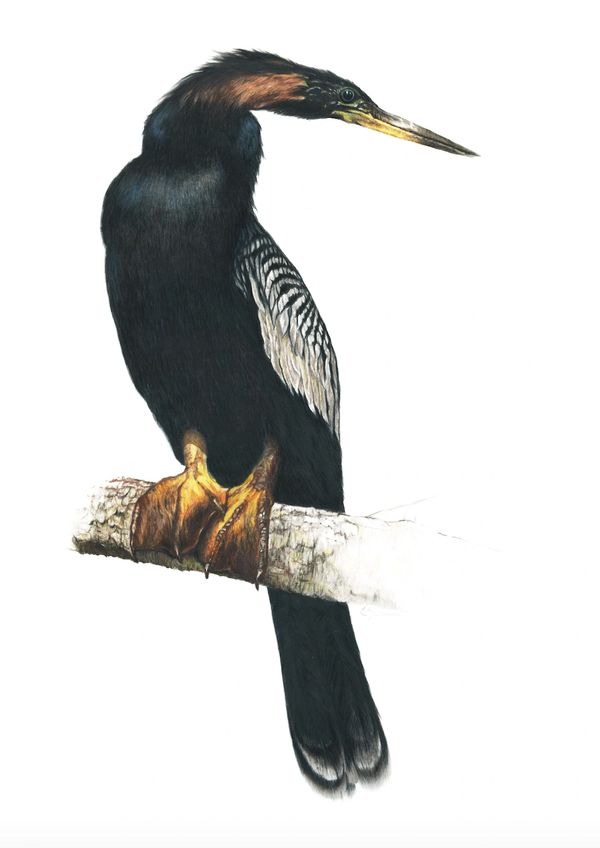 Anhinga Bird (Snake Bird)