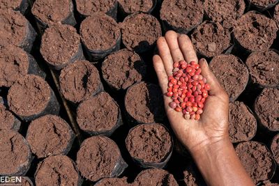 A hand holding seeds ready for planting.