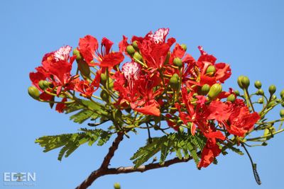 Beautiful red flowers.