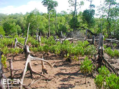 Barren landscape with cut down trees and new seedling plants.