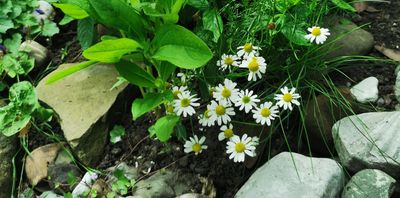 German Chamomile flowers in the rockery, in the garden
