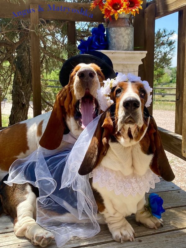 Angus & Matryoshka's wedding