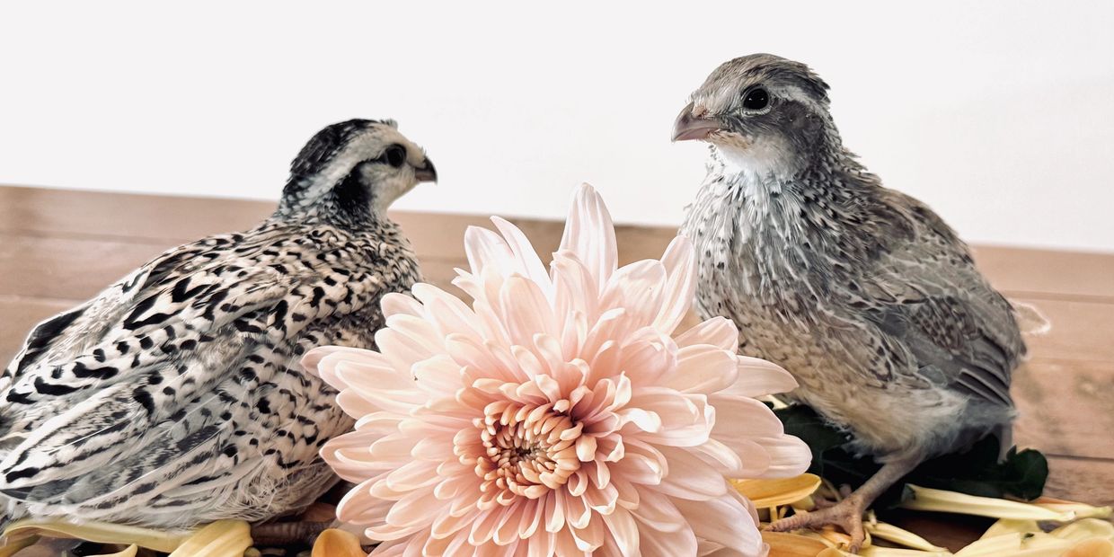 Two quail birds with a large pale pink flower between them.