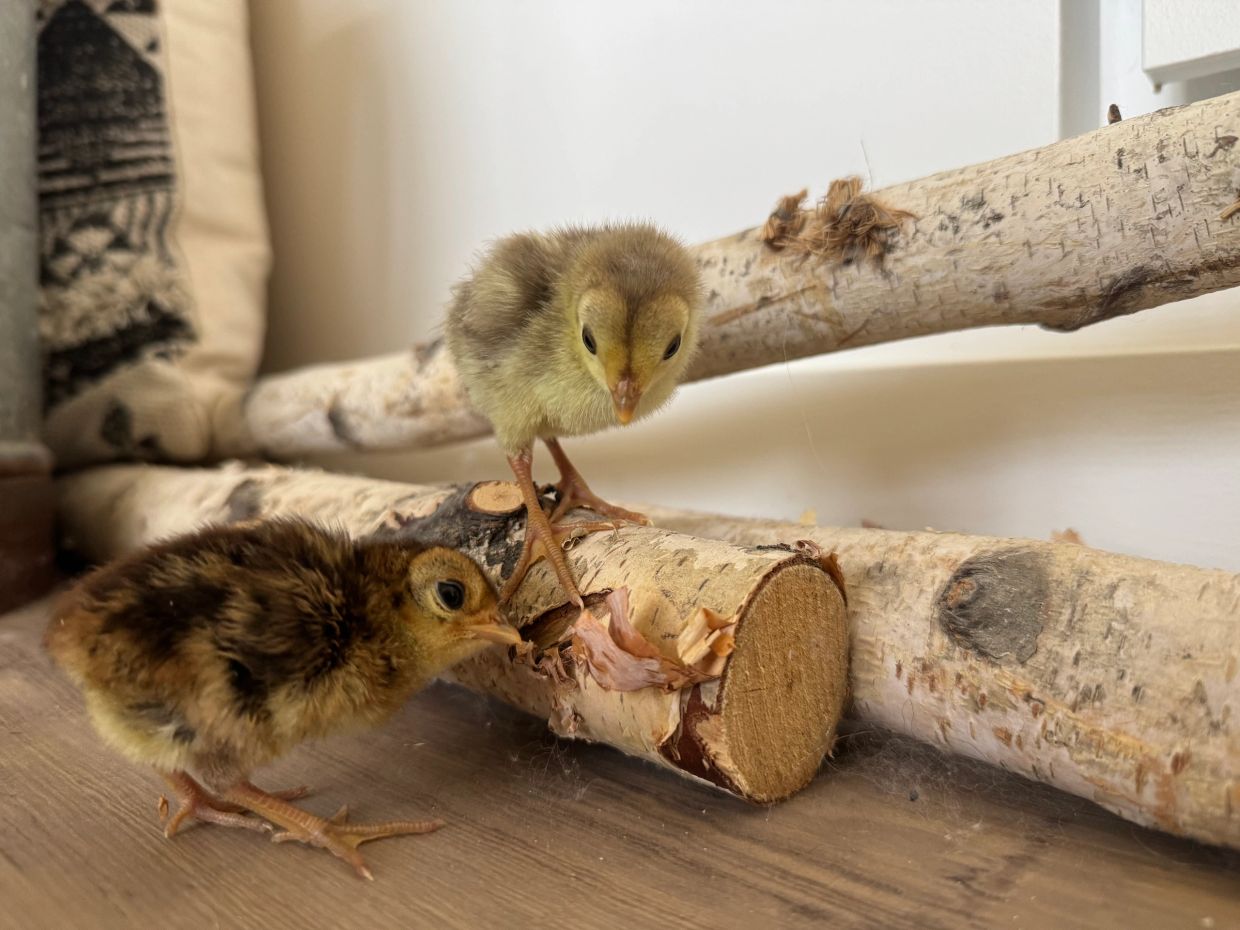 Two baby chicks exploring wooden branches indoors.