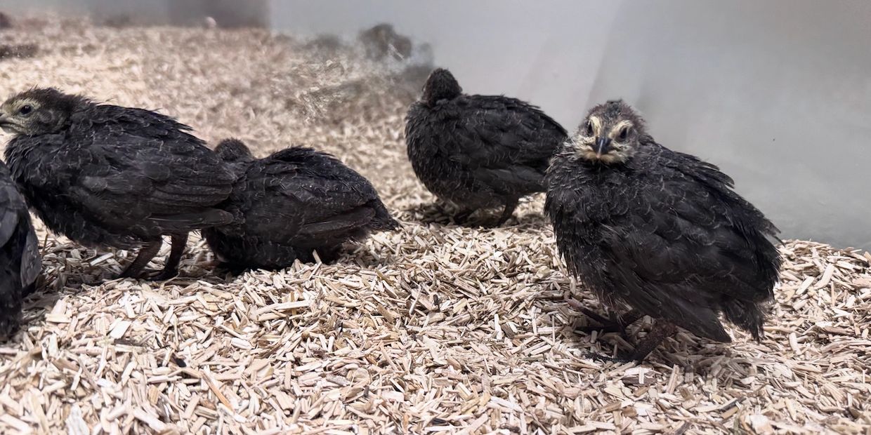 Group of black baby birds on straw bedding.