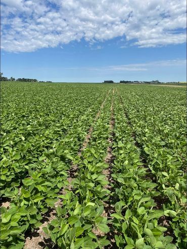 GH0272XF Soybeans on Gregg Dahle’s farm near Carpio - 7/21/22