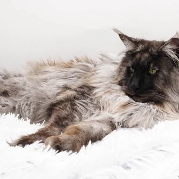 Striking black smoke male Maine Coon with extra toes – Montana bred