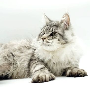 Large black silver tabby poly Maine Coon from Glacier Peak Maine Coons