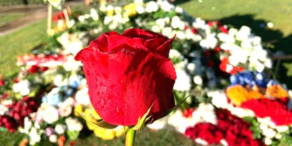 A single red rose at his eternal resting place during his funeral.