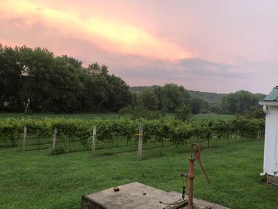 Vineyards at Pheasant Valley Farms 