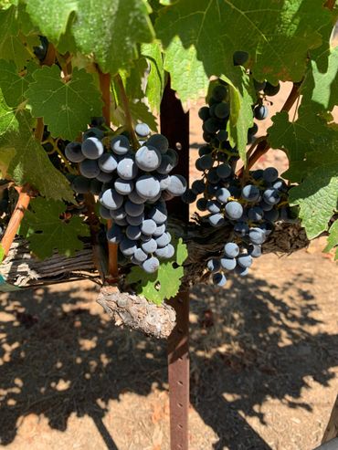 Napa California- Vineyard