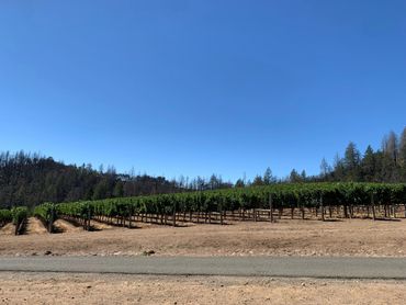 Napa Valley, CA.