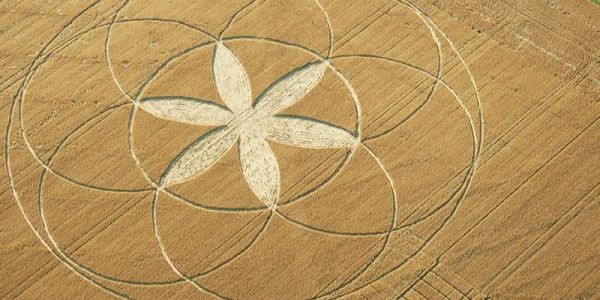 Intricate crop circle with overlapping circles forming a flower-like pattern in a golden field.