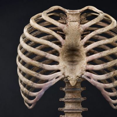 Human ribcage and spine anatomy detail.