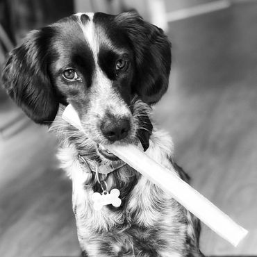 The company MD, a beautiful and perfect dog named Millie, with a treat in her mouth