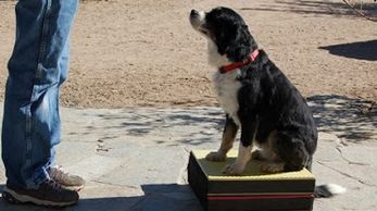 Using platforms to train your dog