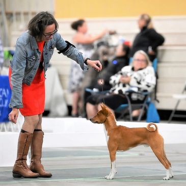 Andrea Stone and her Basenji  stacking for the American Kennel Club Conformation competition.