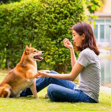 Young Asian woman training her Shiba Inu dog