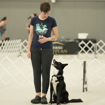 Tegan Moore and her Koolie Dog, Reckless competing in Obedience
