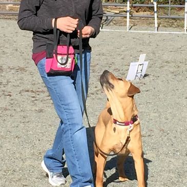 Woman heeling with her light brown dog on a loose leash