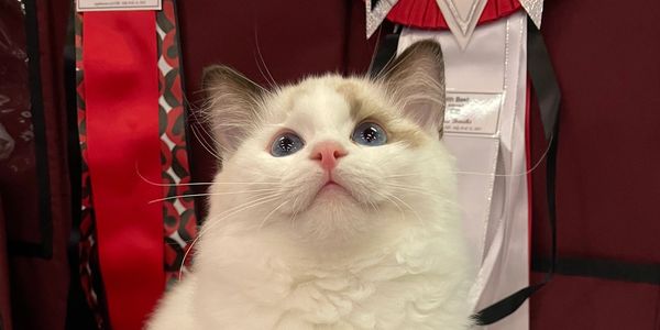 Blossom Luna of Arizona’s House of Rags
DOB 3/1/21
Sire Marlcreek  Tony Thyme of Blossom 
Dam Primro