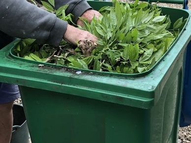 Garden waste wheelie bin collection.  Hands putting leaves in the bin.