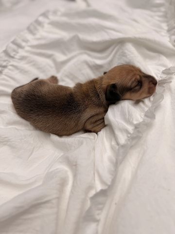 Newborn puppy sleeping on a white blanket.
