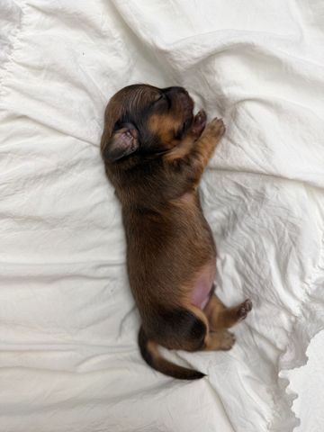 A tiny newborn puppy sleeping on white fabric.