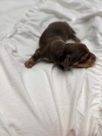 Newborn brown puppy resting on white fabric.