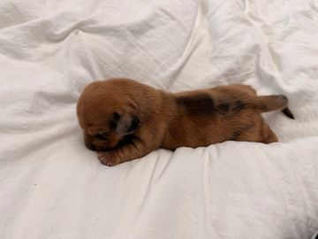 Tiny brown puppy lying on white fabric.