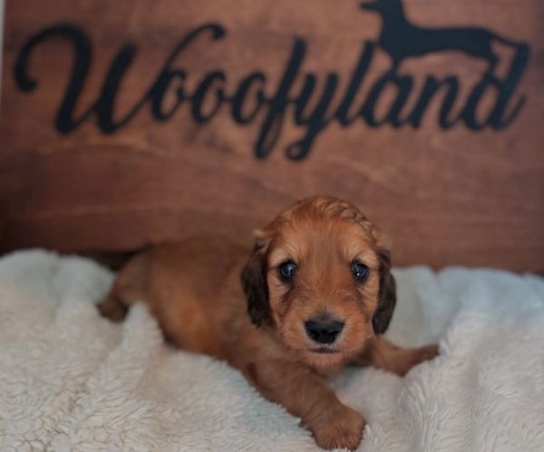 Cute brown puppy lying on a soft blanket.