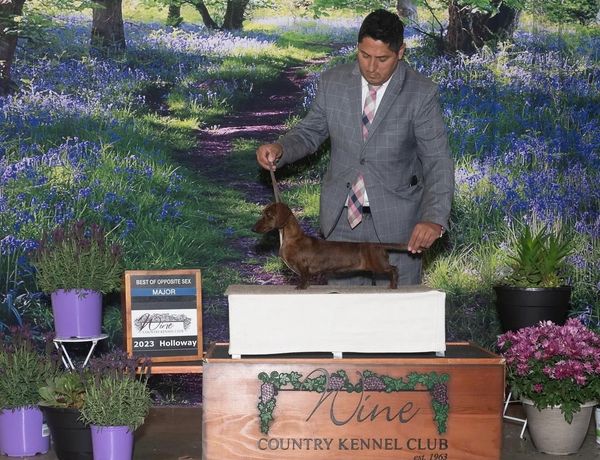 Man presenting a dachshund at a dog show.