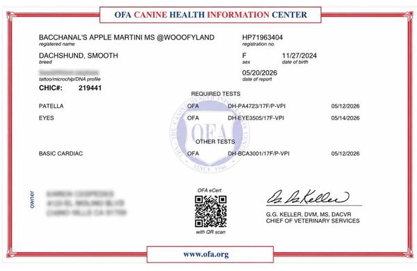 Canine health certificate for a smooth Dachshund.