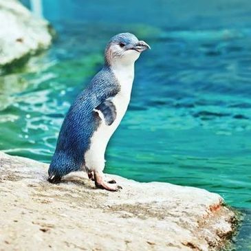 A little blue penguin standing on a rock by water.