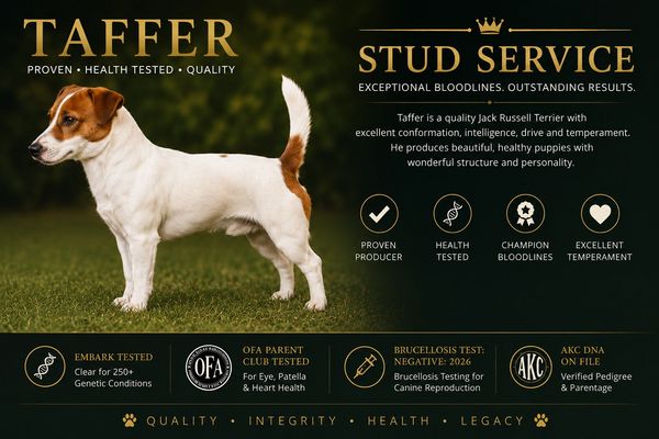 Jack Russell Terrier named Taffer standing on grass, showcasing stud service credentials.