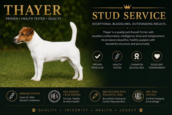 Thayer, a proven and health-tested Jack Russell Terrier stud with excellent temperament and champion bloodlines.
