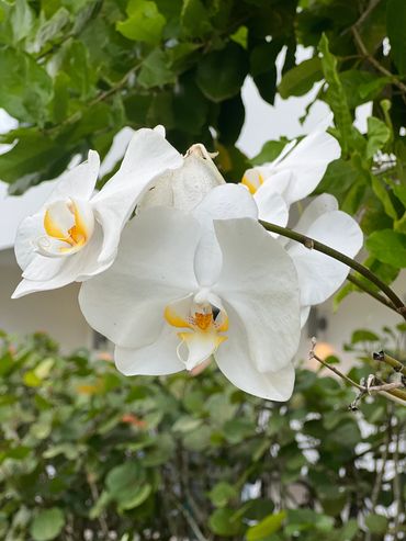 Sublime Samana- Orquids