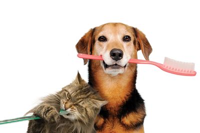 Cat and dog with toothbrushes