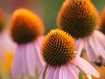 Adrienne’s Perspective