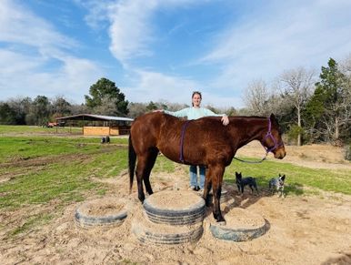 Person standing behind a brown horse on a tire platform outdoors.