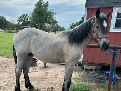 A gray horse with a black mane stands near a red barn on a farm.