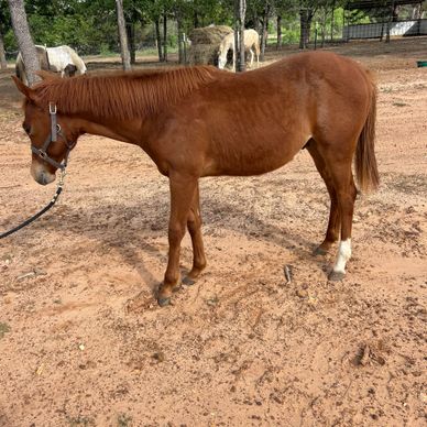 Side view of a brown horse standing on sandy ground with other horses in the background.