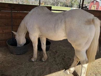 A white horse drinking water inside a barn.