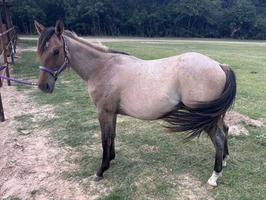 A light brown horse with a dark mane and tail standing on grass.