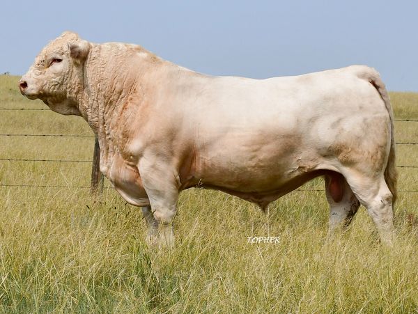 Large white bull standing in a grassy field.