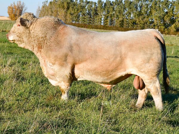 A large bull standing on grass.